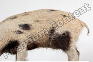 Pig body photo reference 0004